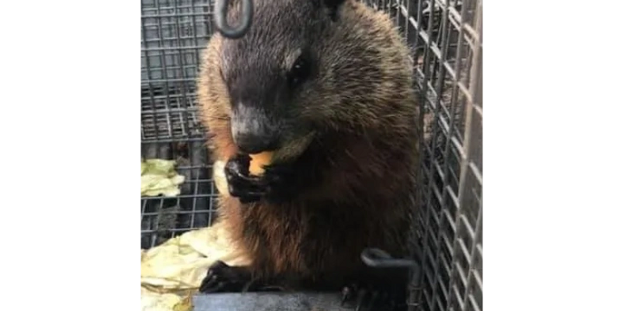 Woodchuck  Removed from a garden in CT
