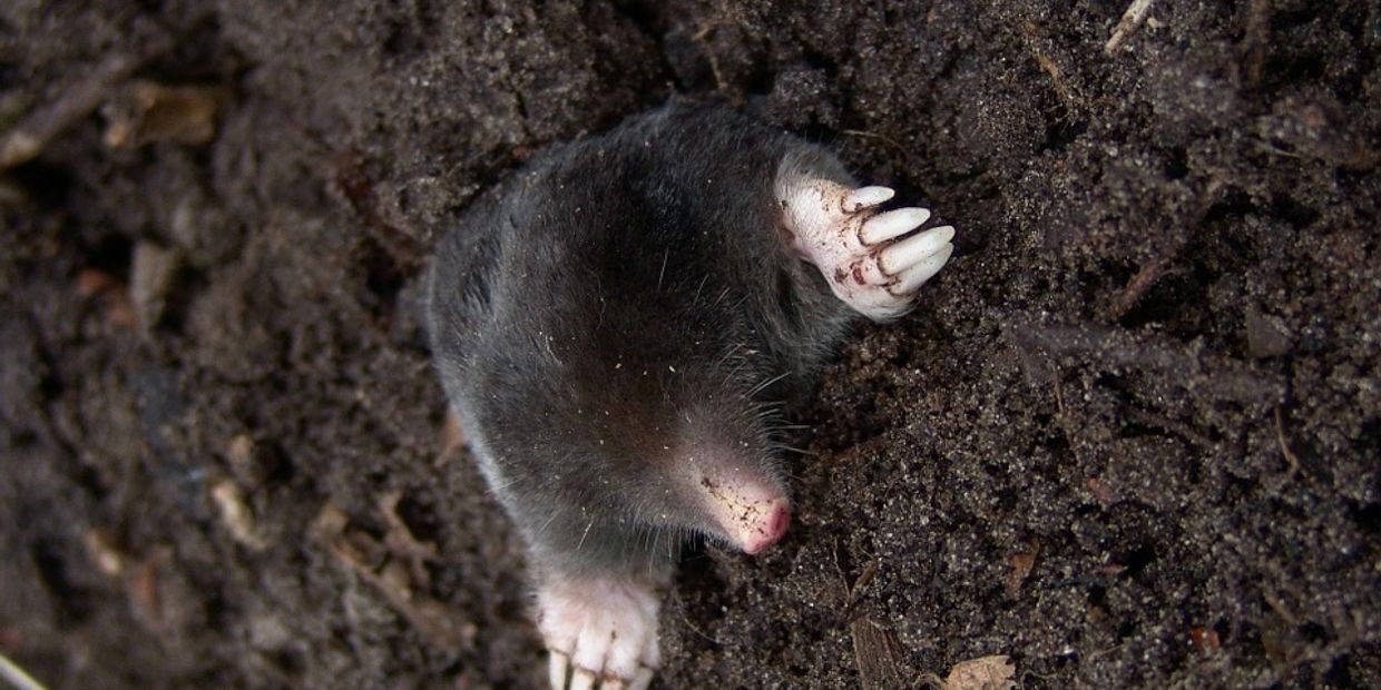 Mole picture  coming out of a mole mound in CT.