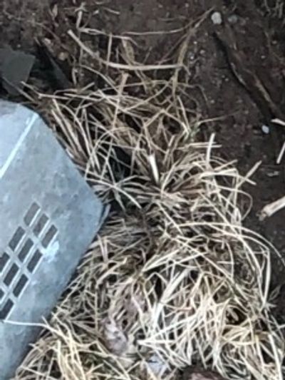 Vole run, and vole trap
