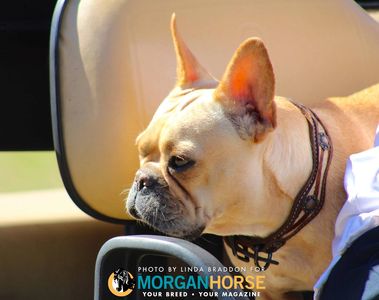 fawn red french bulldog dam