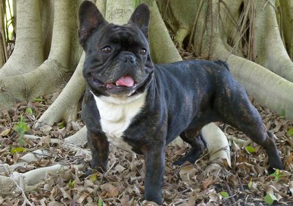 French Bulldog puppies for sale in Tampa Bay Florida