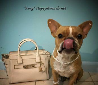 red french bulldog dam