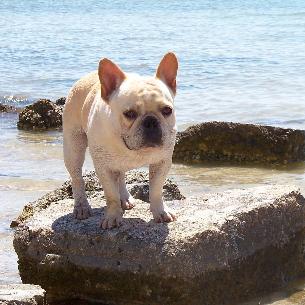 French Bulldog puppies for sale in Tampa Bay St Petersburg Sarasota Villages Ocala Florida