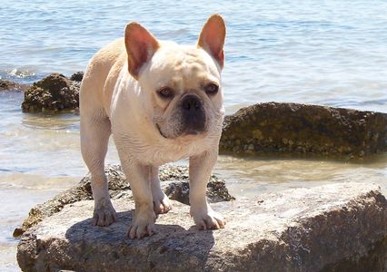 cream french bulldog stud sire