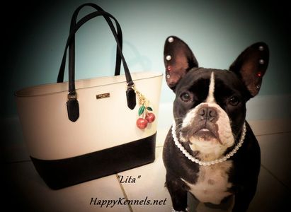 AKC brindle french bulldog dam