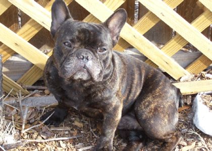 brindle french bulldog stud sire