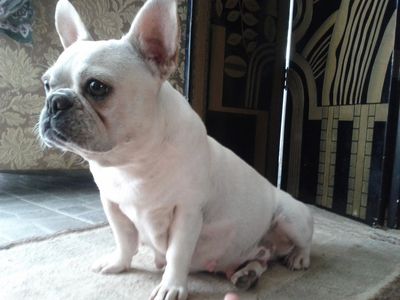 cream french bulldog dam