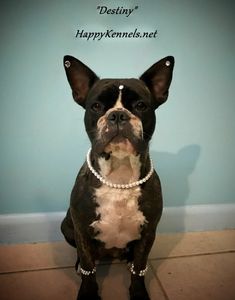 brindle french bulldog dam
