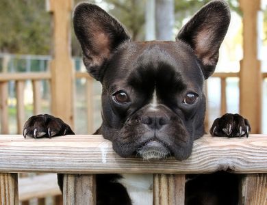 brindle french bulldog dam