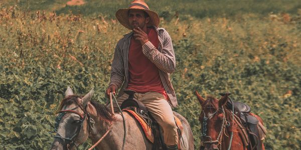 A Cuban farmer, cigar in hand, guides his horse through the tobacco fields of Viñales, Cuba