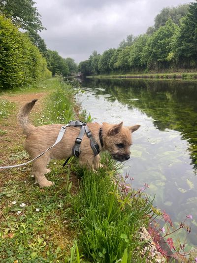 Norwich terrier on lead looking into river