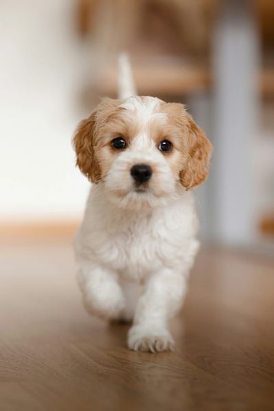 Puppy running towards camera