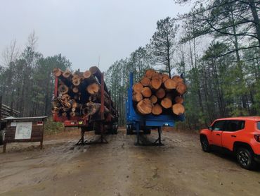 A trailer load of Pulpwood (left) next to a trailer load of Sawtimber (right).