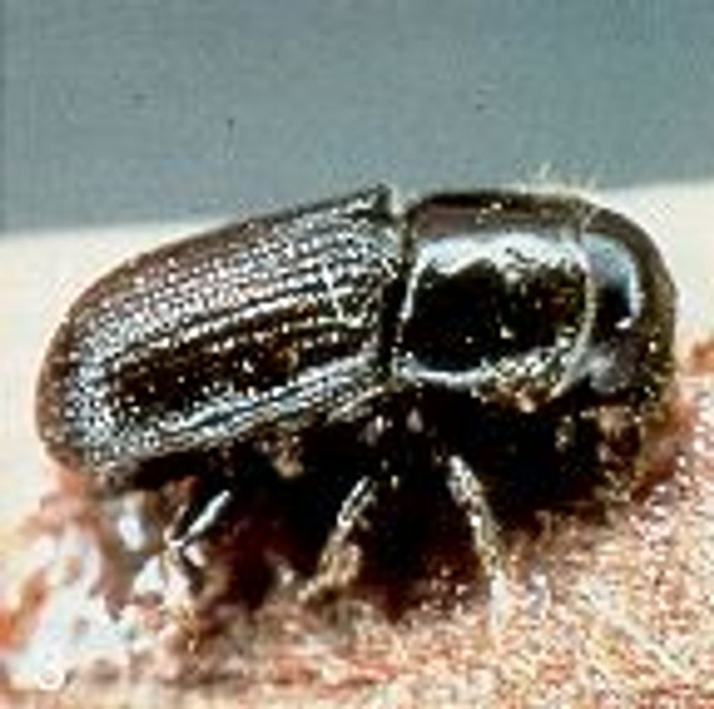 Southern Pine Beetle - so small you're unlikely ever to see one - but you can see their impact!