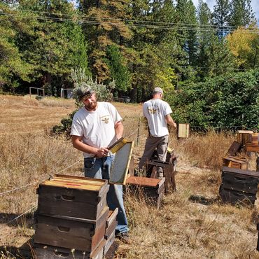 Two men tending to beehives in a sunny, wooded area.