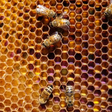 Close-up of bees working on a honeycomb with vibrant colors.