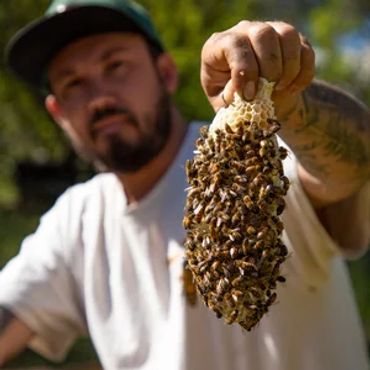 Showing a piece of burr comb and how gentle Golden West Bees can be