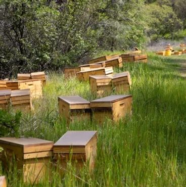 A row of wooden beehives along a grassy path in a forest.
