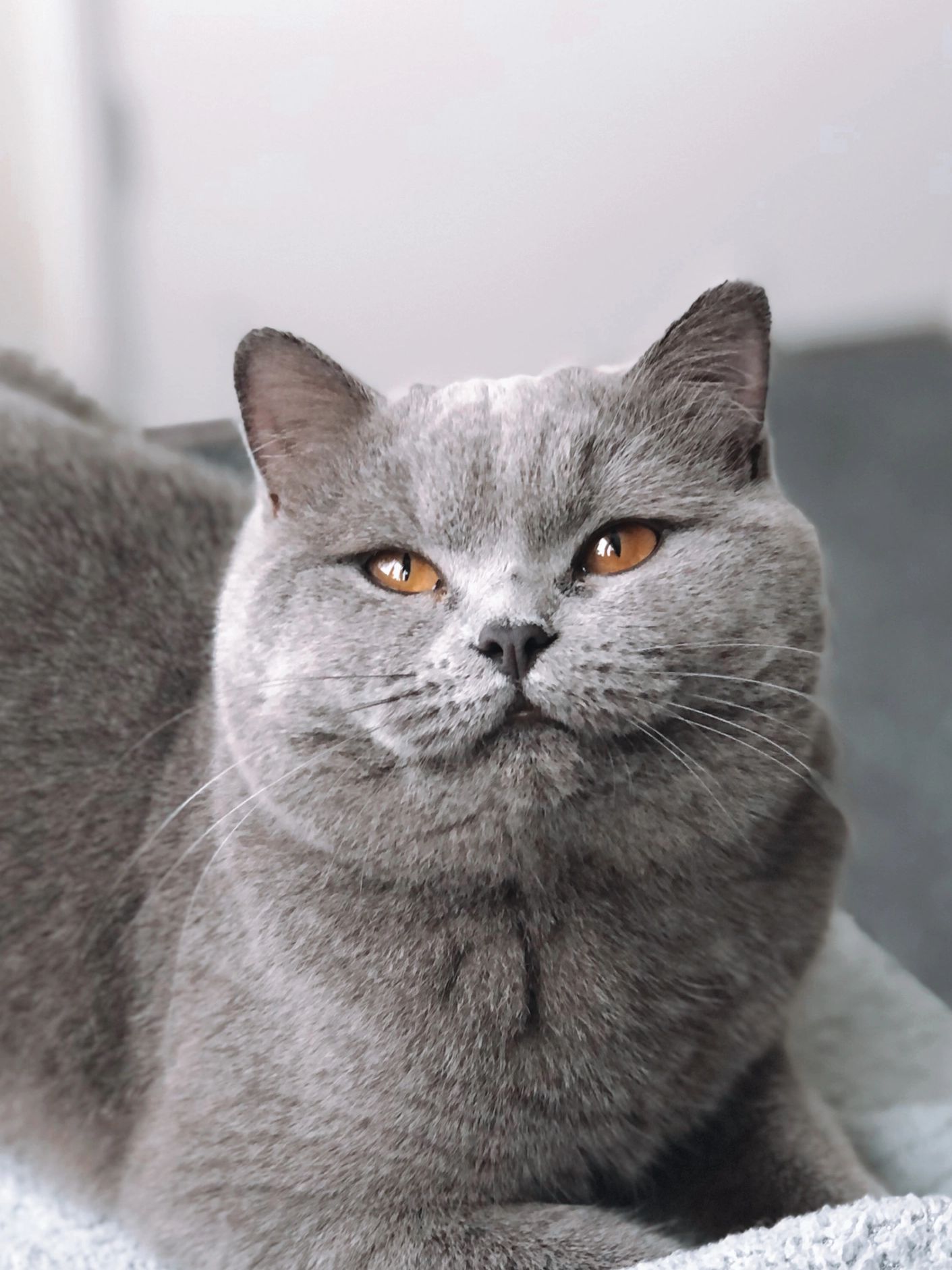 WRIGHTSLITTLEPAWS AVERY BLUE