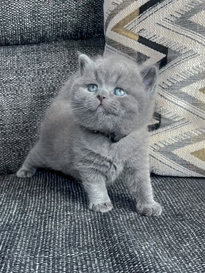 AVERYSHORTHAIRS BLUE kitten