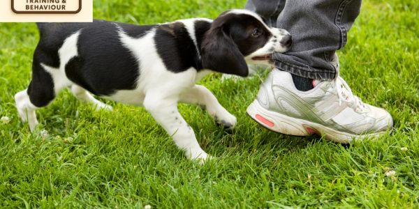 a puppy biting a person's jeans