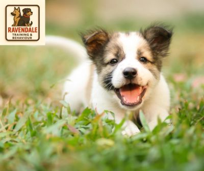 puppy with his mouth open on grass