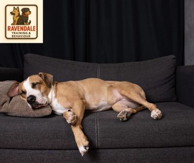 dog sleeping on sofa