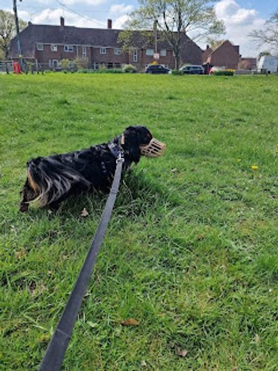 a dog wearing a muzzle calmly watching another dog in the distance at a reactive dog class in cowfol