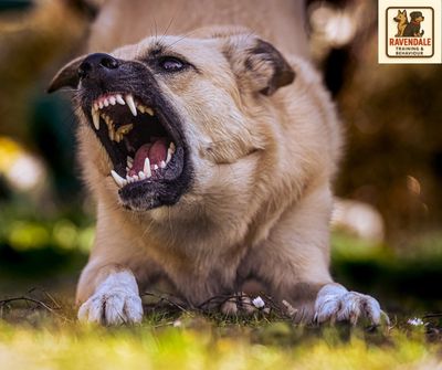 dog barking and growling