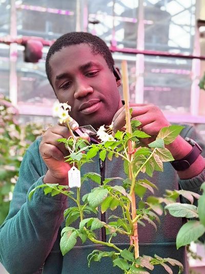 Man pruning plants in a greenhouse.