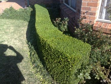 Hedge trimming and Pruning in Northern Beaches Cairns