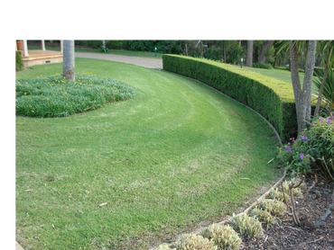 Hedge trimming in Palm Cove