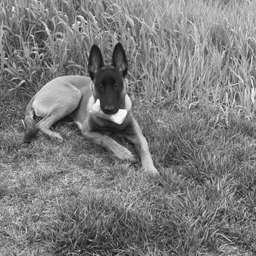 Young dog lying on grass.