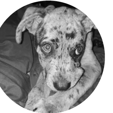 A close-up of a speckled dog lying down.