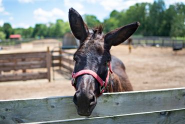 Marty the donkey