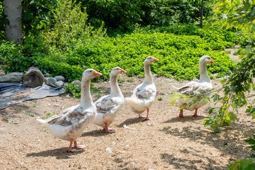 our American Buff geese