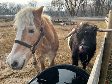 our horse Marilyn and cow Stanley drinking water together