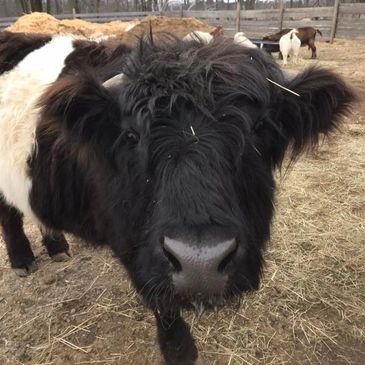 Stanley the cow