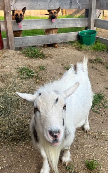 Willard and his two friends