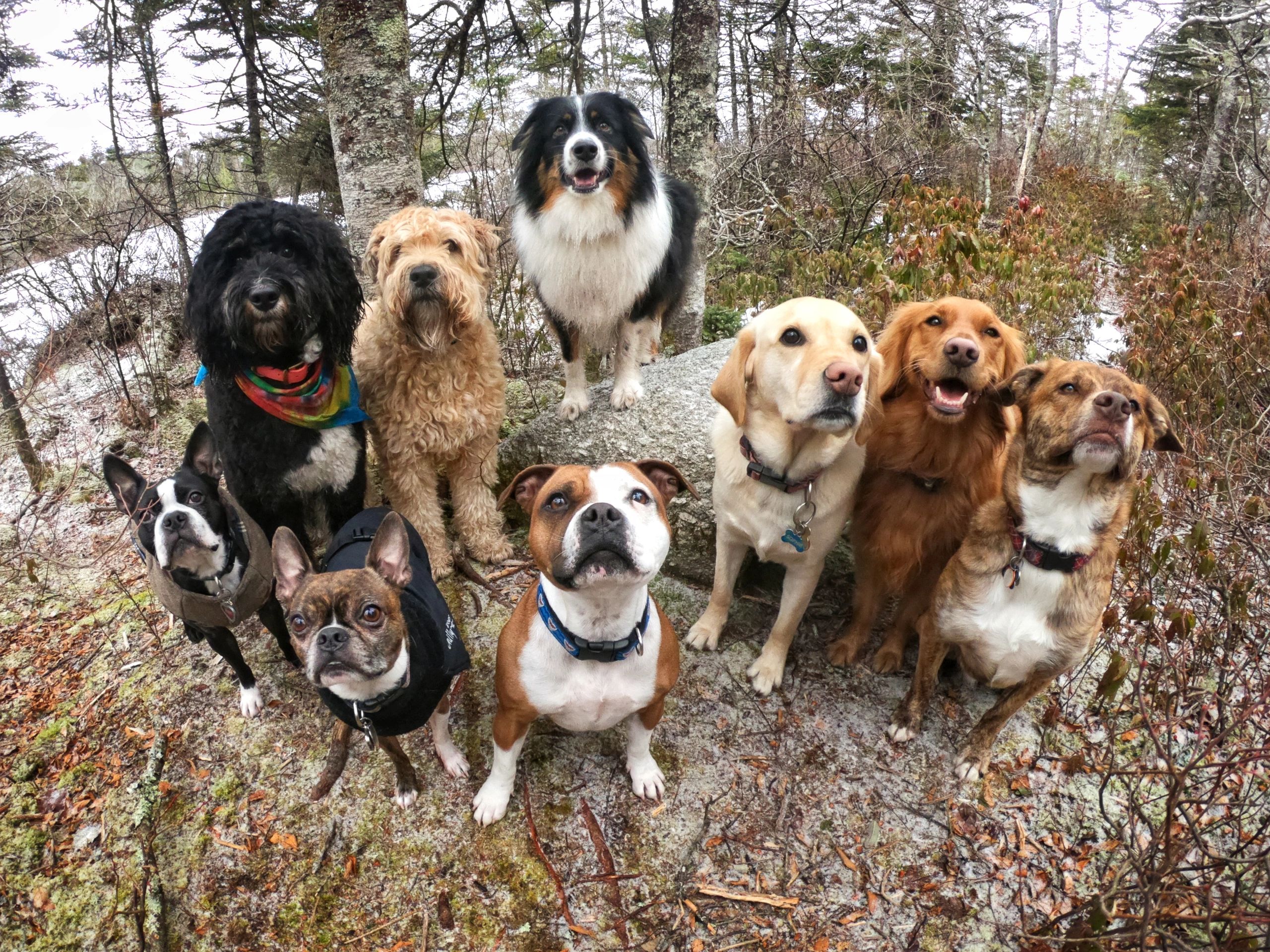 Dogs with a dog walker on an off leash walk in Halifax, Nova Scotia 
