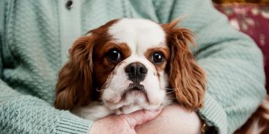 helping care for pets