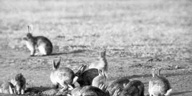 wild rabbits have been causing widespread devastation in australia for over 100 years.