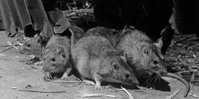 Four brown rats huddled together on a rough surface with straw.