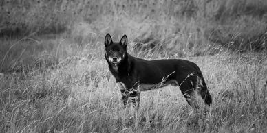 They are widely distributed throughout Australia. Predation and harassment of stock by wild dogs cau