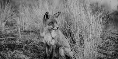 Foxes have had a devastating impact on many native animals.