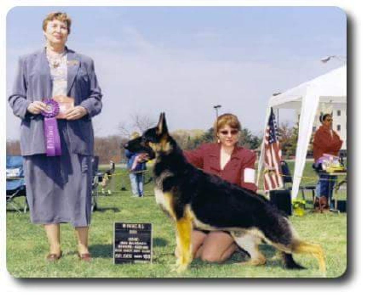 Ribbon winning dogs make great breeders.
