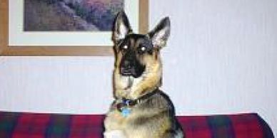 need time to be with my puppy.