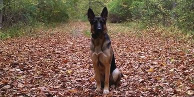 picture of german shepherd