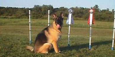 ribbon winning dog in agility