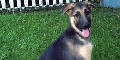 dog smells are the best